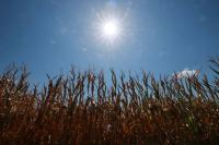 French drought could halve maize crop, deepen EU harvest losses