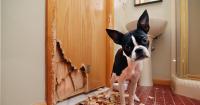 Simply Business launches pet damage cover for landlords