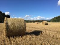 North Dakota hay hotline is available to help producers during drought conditions