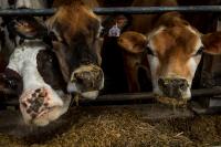 The U.S. is right to be sour over dairy quotas