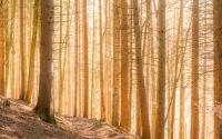 A blind spot in climate models: Slower tree growth in a warming world