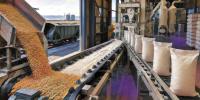 Kazakhstan Agricultural Exports Face Growing Competition from Uzbekistan