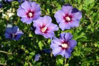 Michigan gardeners say Rose of Sharon spreads aggressively, even if it's not yet on invasive lists