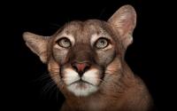 Beloved Florida panther Lucy dies after becoming a symbol of her species on US stamp