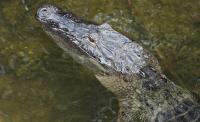 Alligators keep turning up in Michigan, far from their native range, stoking fears