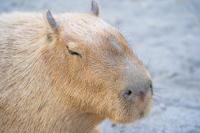 Brazil's beloved capybaras make surprise appearance inside Mato Grosso legislative assembly