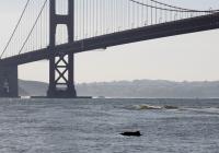 Marine Biologists Solved a Wildlife Mystery From the Walkway of the Golden Gate Bridge: How the Harbor Porpoise Mates