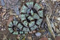 Arizona rattlesnake's metallic green shimmer mirrors lichen on desert rocks