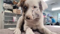 Colorado stray puppy survived a rattlesnake bite, then found a new home