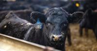 Tyson shuts down Illinois beef plant without warning