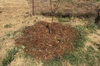 Bermuda grass kept creeping back in a California yard, and cardboard won out over mulch