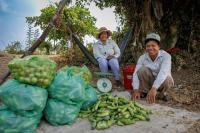 How Agricultural Investment Could Help Keep Cambodian Workers Home