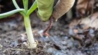 Invasive jumping worms are stripping New Hampshire gardens of mulch, compost, and healthy soil