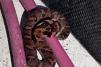 South Carolina homeowner finds hissing porch snake, then discovers hognose nest under deck