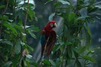 How AI helps gather remote biodiversity data: Interview with Microsoft’s Juan Lavista Ferres