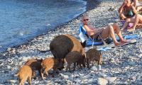 Tourists warned over 'hungry' wild boars on French beaches as population 'grows faster than authorities can control'