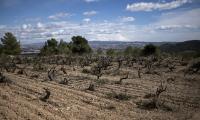 Bad news for red wine lovers: Widespread drought could spell the end for Pinot Noir, experts say
