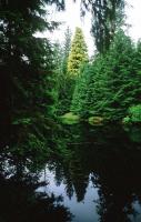 From A Single Tree To The Forest: Canada’s Beauty And Complexity en plein air