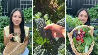 Cold, rainy weather did not stop this Australia garden from delivering a fresh harvest