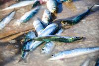 Pilchards with herpes? Probe into mass sardine deaths on the West Coast finds virus