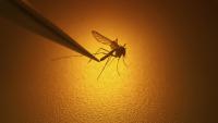 New Jersey reports first case of Zika virus since 2020