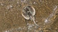 California’s Beaches Are Swarming With Stingrays This Summer, and Thousands of People Are Getting Stung