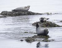 Harbour Seals Remain Endangered as Iceland Begins New National Count