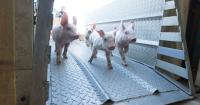 A collaborative framework for U.S. swine health