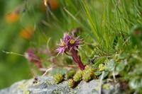 Europe's Mountain Summits Are Warming - Vegetation Is Responding in Surprisingly Different Ways