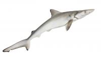Mystery on the Jersey Shore: nearly 30 dead sharks wash up in New Jersey