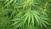 Odisha’s cannabis problem: Mafias planting weed on unused government land