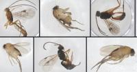 We think we just discovered some new species living in New York City