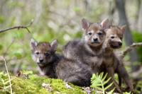 Wildlife photographs at Gallery at the Vault