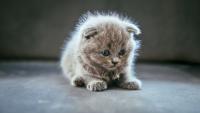 Viral Claim vs Reality: Is Leaving A Cat Alone All Day Illegal In Sweden?