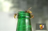 Before You Swat That Wasp, Read This! North Dakota Pest Experts Share What NOT to Do