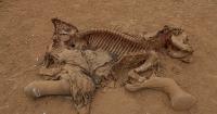 Worries grow over mysterious illness killing Kenyan elephants