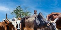How healthier farm animals can cut greenhouse gas emissions