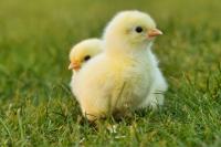 A successful Latin American animal welfare meeting in Chile