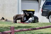 A new Colorado law tougher on people who feed bears took effect this week. Here’s what it does.