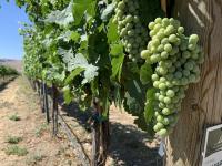 Washington Wine Awards Immersive Trip To Boost National Profile