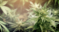 Cannabis caretaker to be hired