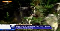 California overhauls wolf tracking with new ID system