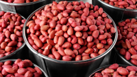 Malawi secures groundnuts market in Kenya