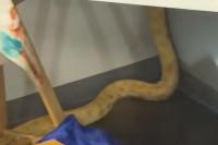 Escaped python starts fire at Virginia middle school