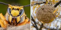 Asian Hornets in France - your questions answered