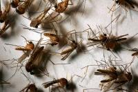 West Nile Kills 9 in Greece Before Peak Season; 2025 Full-Year Toll Matched