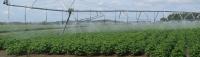 Cotton Market Update: August Crop and Price Updates