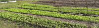 What’s driving support for urban agriculture? Public surveys and AI-assisted analysis offer insights