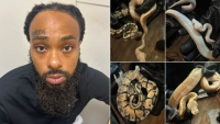 Police Uncover Reptile Theft Scheme Spanning Maryland And Virginia