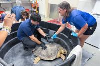 Harrison County Nonprofit Trains People to Save and Protect Marine Life on Mississippi Gulf Coast